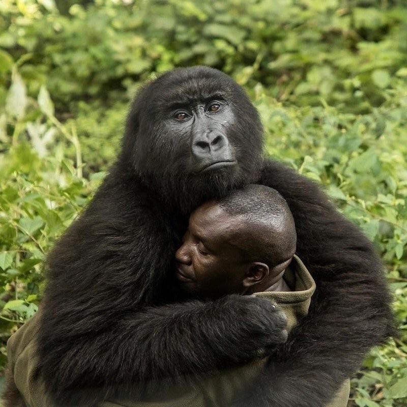 Brother - Gorilla, Congo, Racism