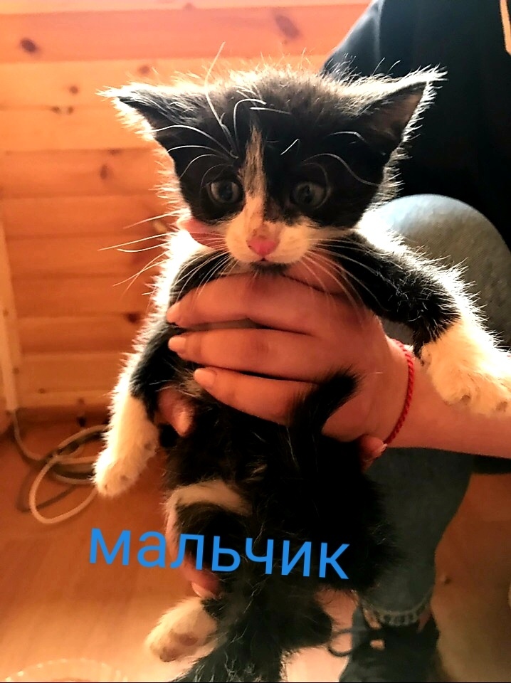 In good hands - My, In good hands, Krasnogorsk, Moscow, Kittens, Nakhabino, Opalikha, Longpost