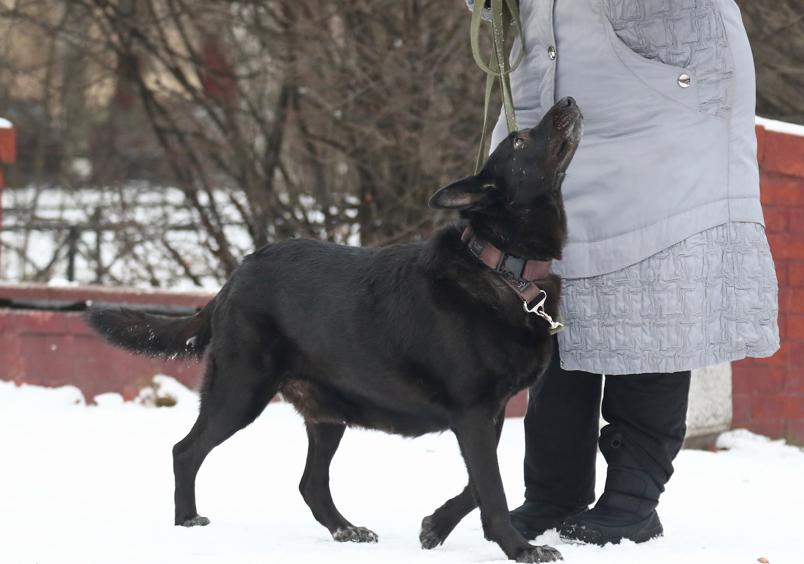 One-eyed dog Shadow is looking for a home - My, Found a dog, Dog, Milota, Is free, Help, Saint Petersburg, Longpost, No rating, Helping animals