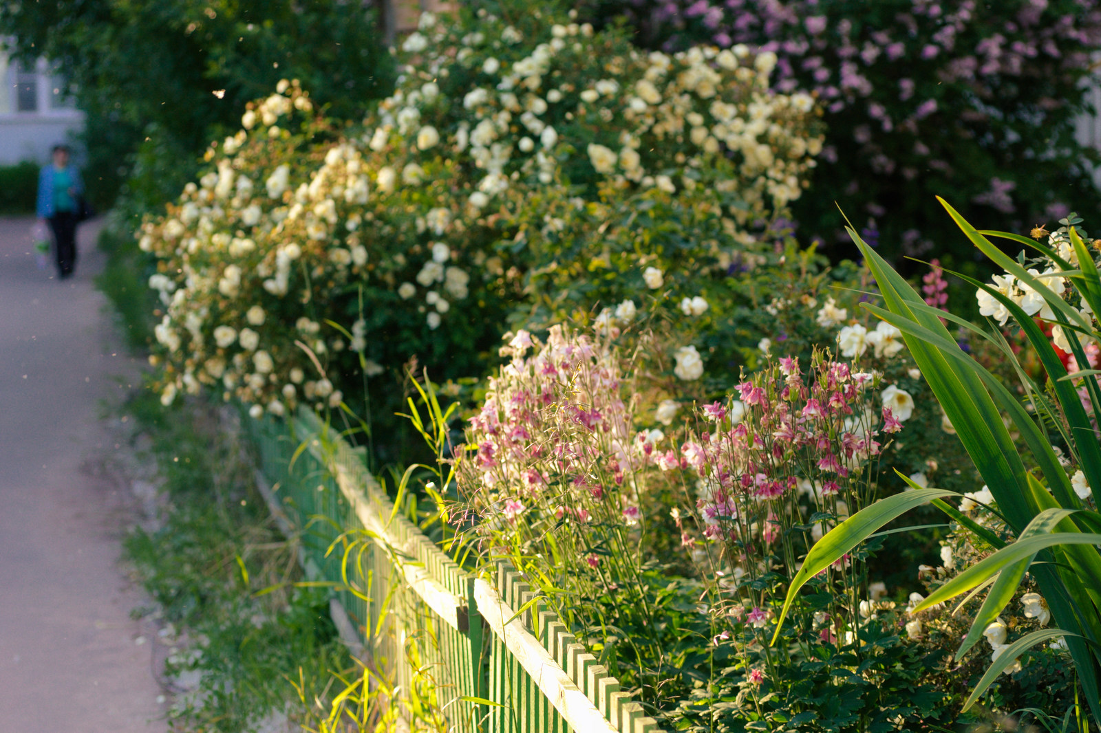 Cozy courtyard in Arkhangelsk - My, Arkhangelsk, Flower bed, Flowers, Plants, Courtyard, Urbanism, Longpost