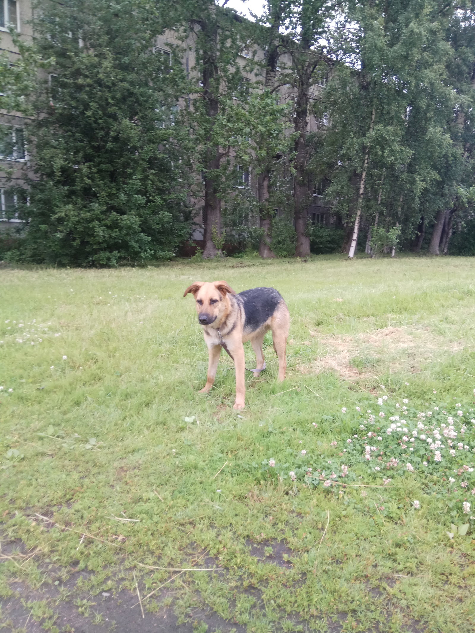 St. Petersburg. - No rating, Dog, Saint Petersburg, The dog is missing, In good hands, Longpost