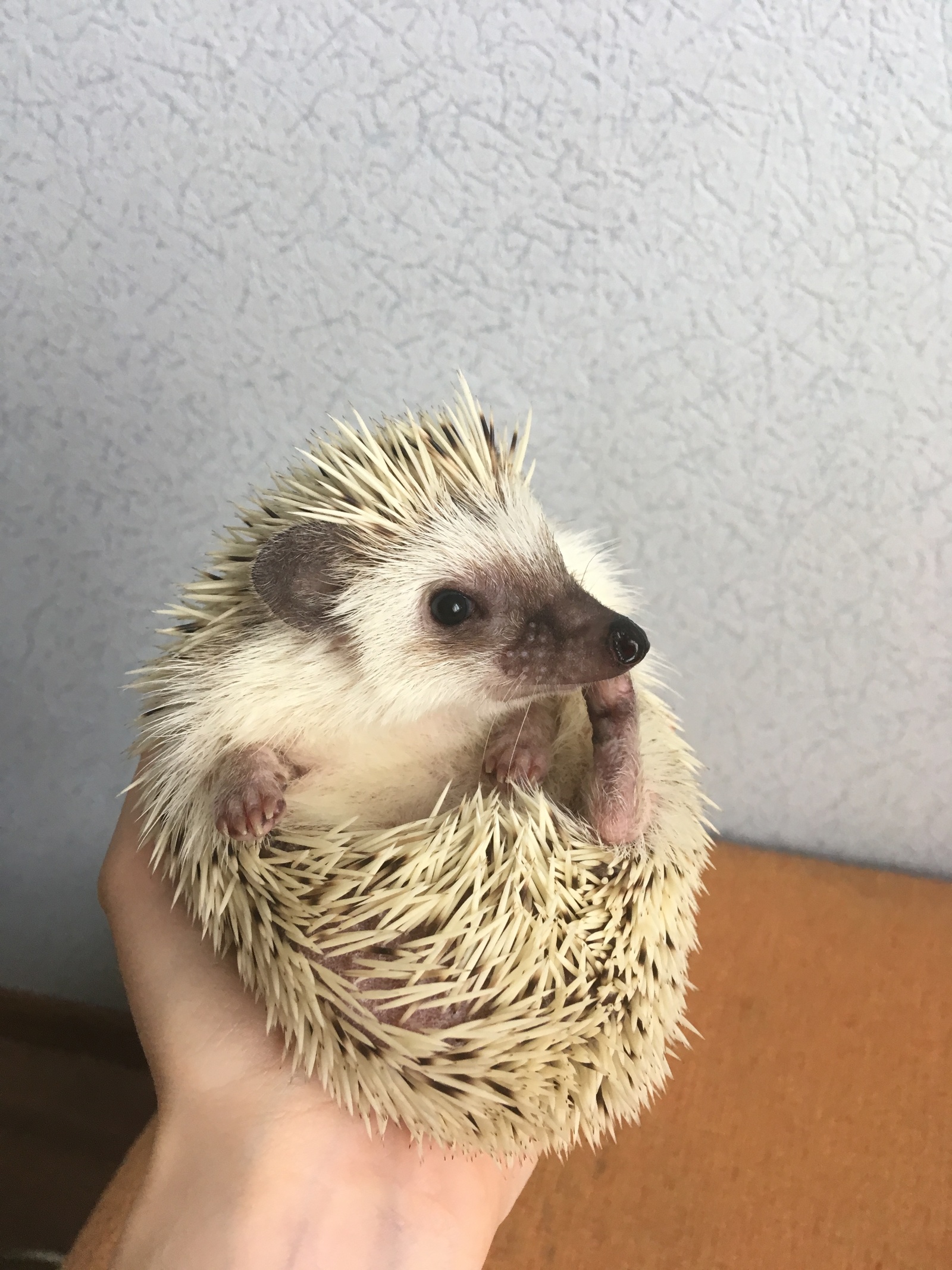 How to pet a hedgehog - My, Hedgehog, African pygmy hedgehog, Video, Longpost