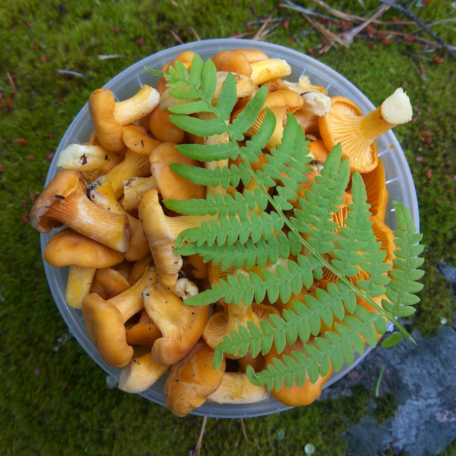 First harvest - My, Mushrooms, Chanterelles, Silent hunt, Forest