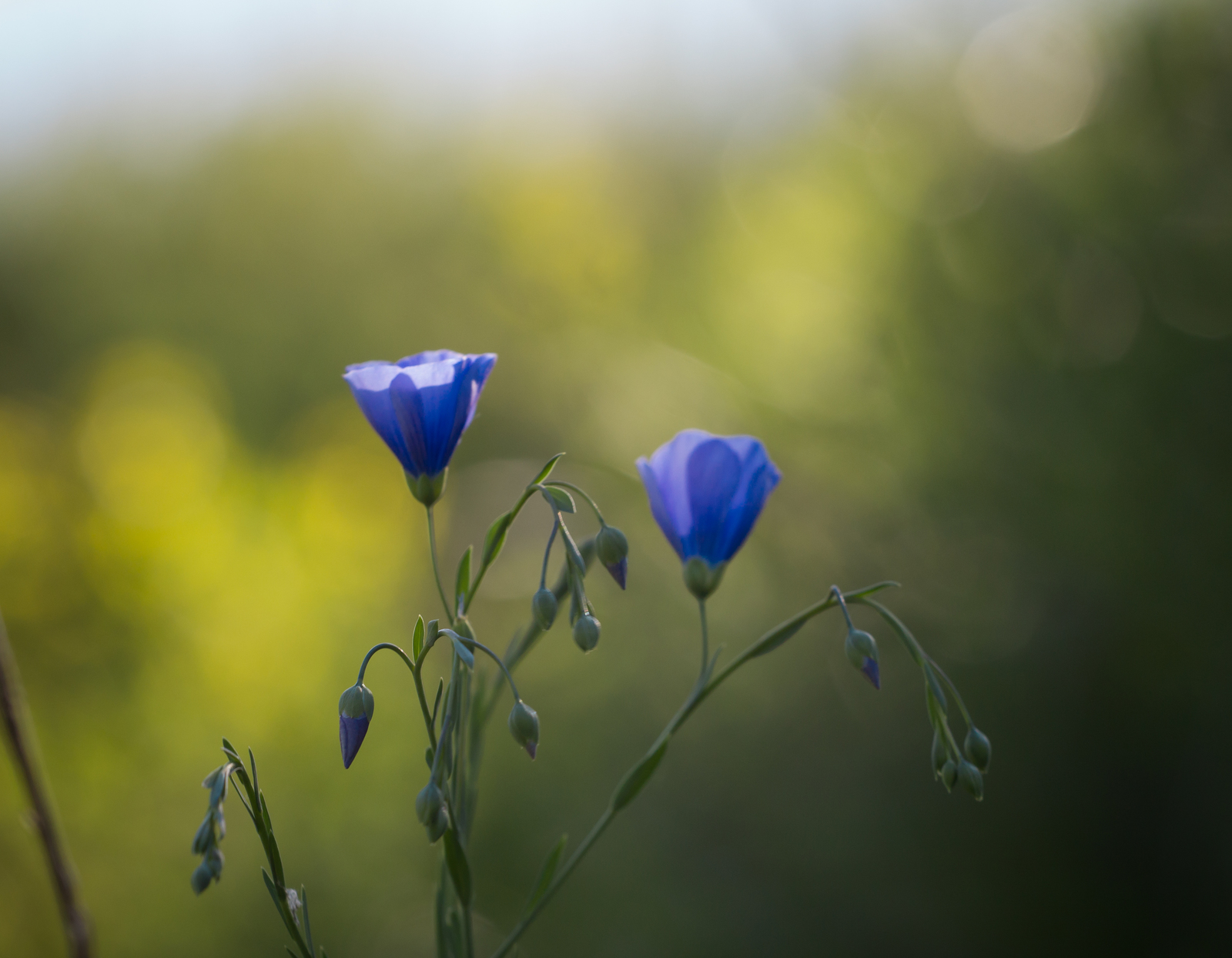 Day in the rhythm of Flax - My, Grass, Flax, Nature, Longpost, Flowers, Marshy woodlands