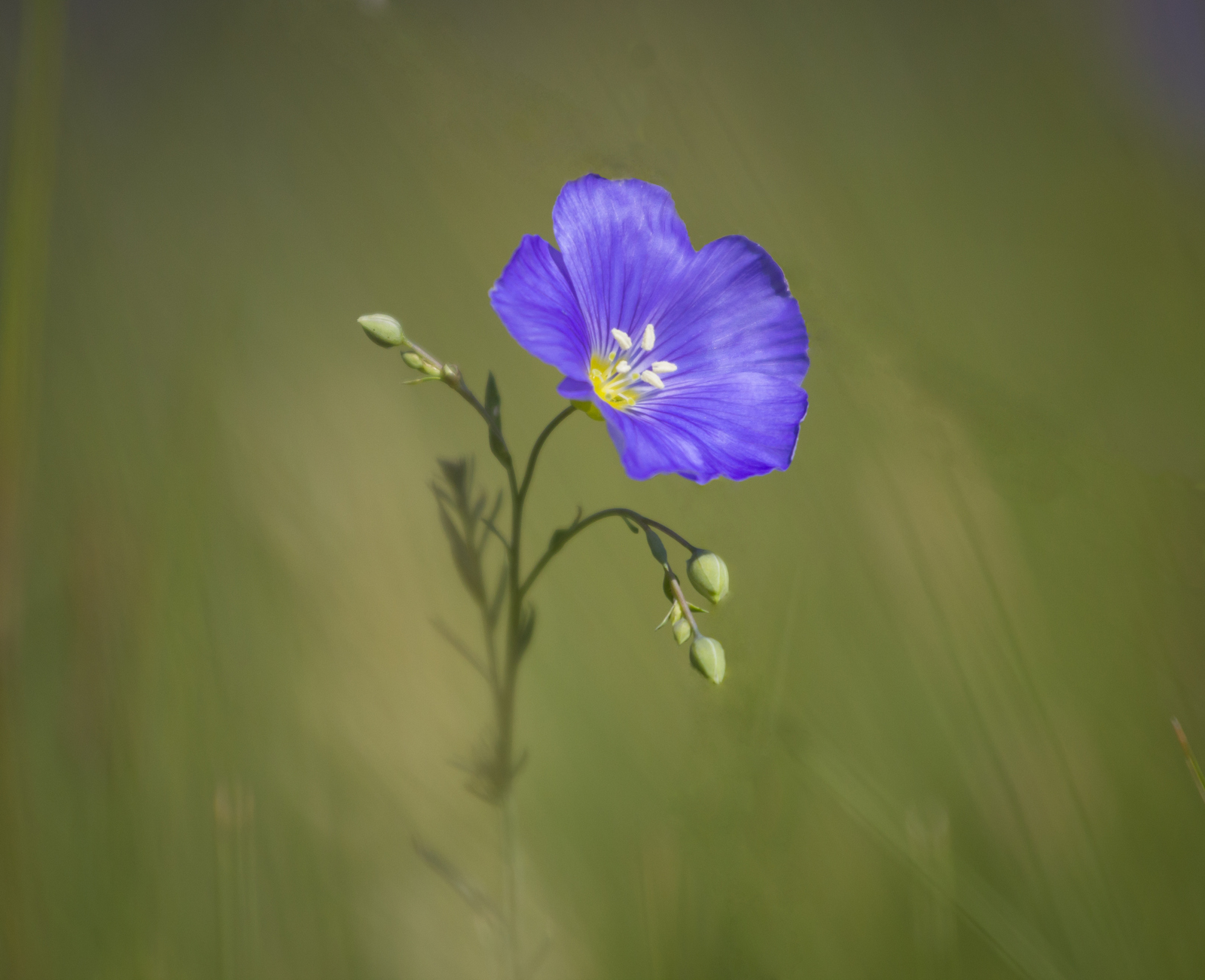 Day in the rhythm of Flax - My, Grass, Flax, Nature, Longpost, Flowers, Marshy woodlands