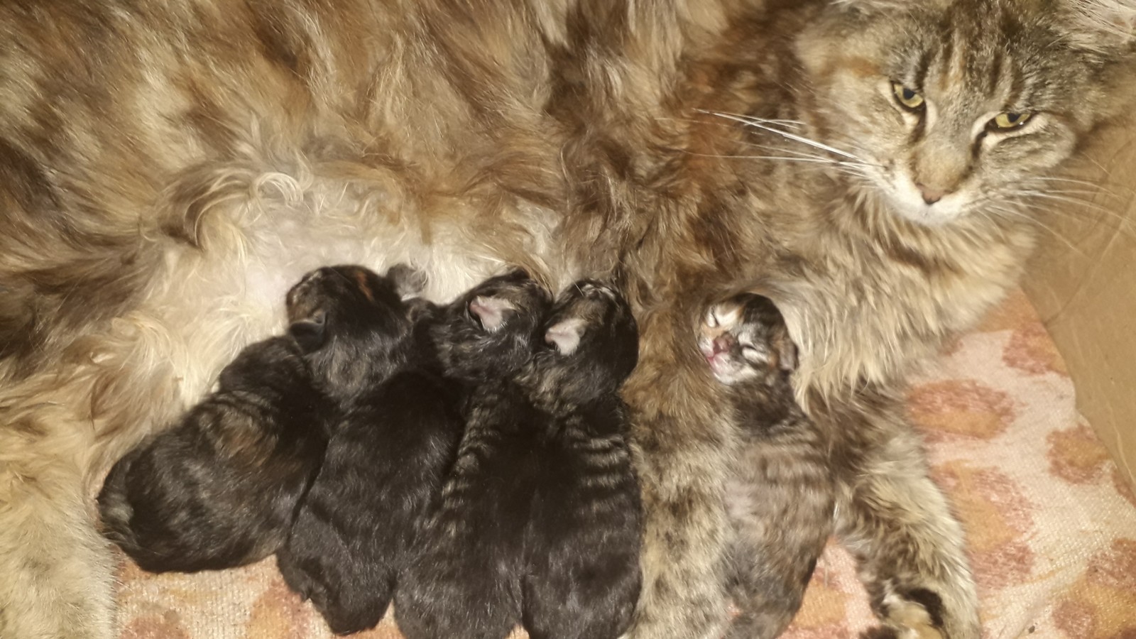 Maine Coon 3 days old - My, Cat breeds, Kittens, Maine Coon, Longpost, cat