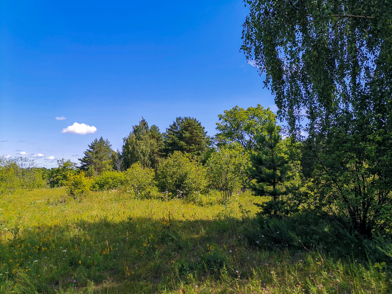 Photo bike ride - My, Dzerzhinsk, Longpost, Mobile photography, Huawei mate 20, A bike, Nature, Berries, Mushrooms