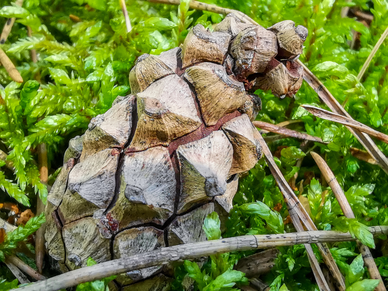 Photo bike ride - My, Dzerzhinsk, Longpost, Mobile photography, Huawei mate 20, A bike, Nature, Berries, Mushrooms