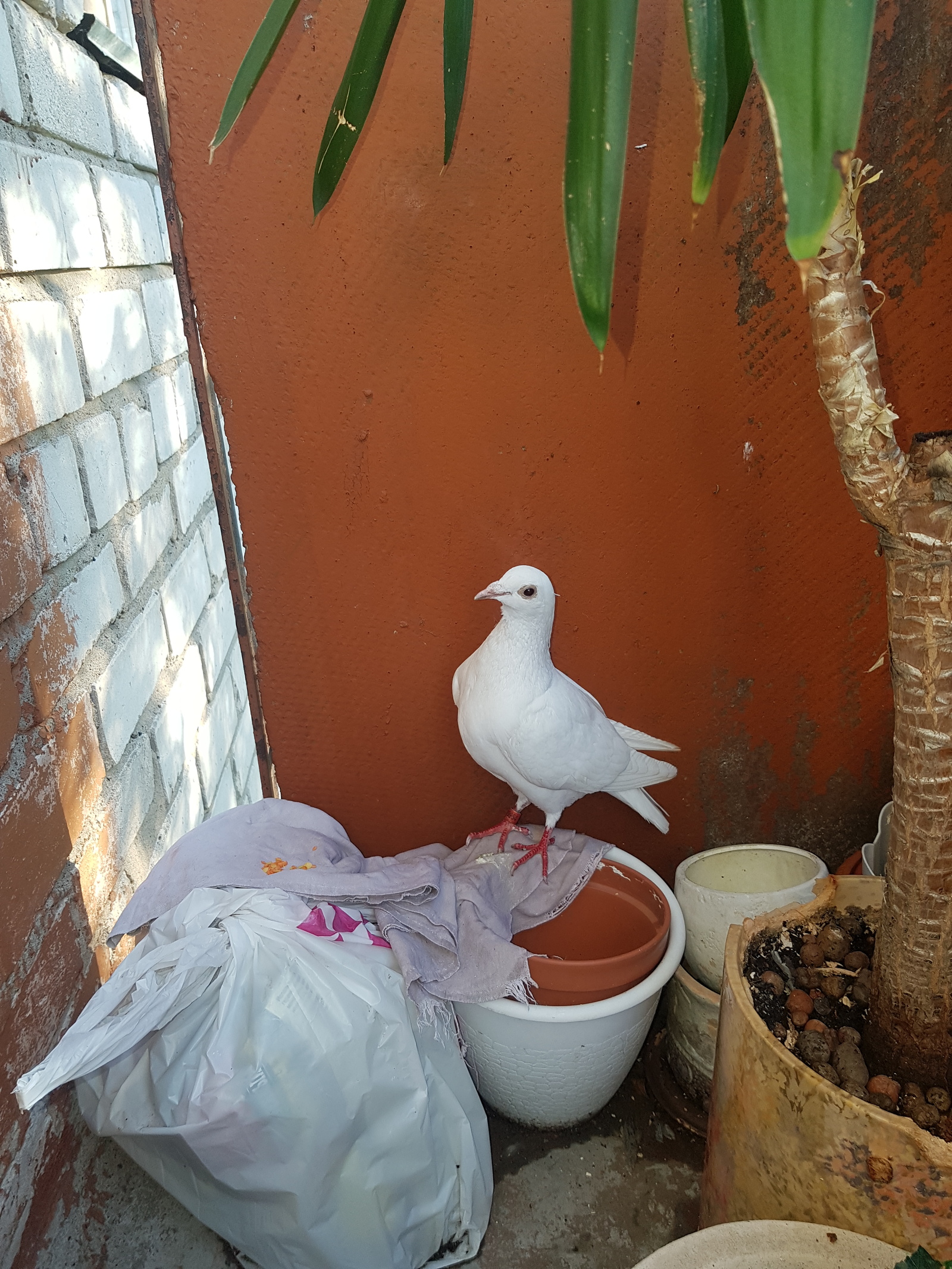 Who are you? and what to do with you? - My, Birds, Albino, Longpost