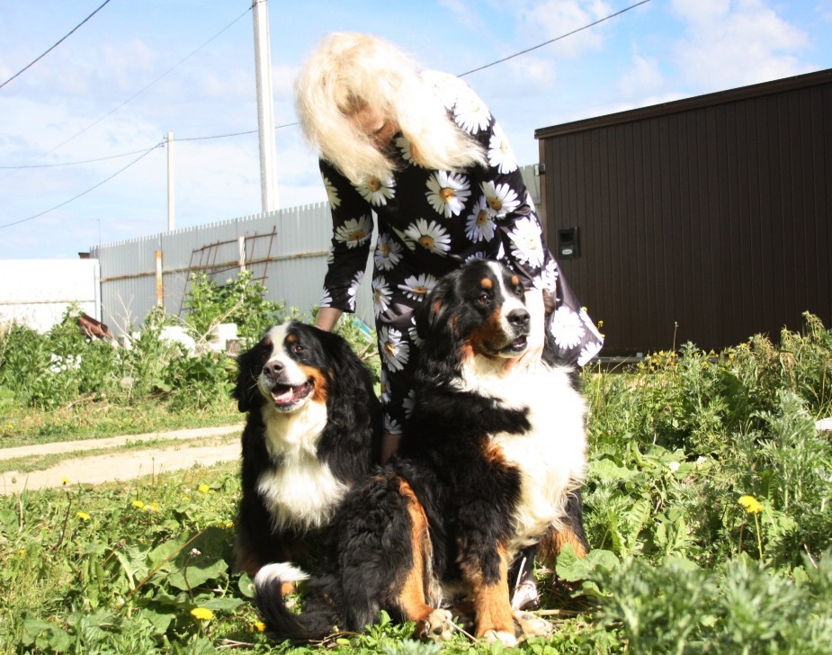 Two Bernese Mountain Dogs looking for owners - My, In good hands, Yekaterinburg, Bernese mountain dog, Help, No rating, Longpost, Dog, Helping animals