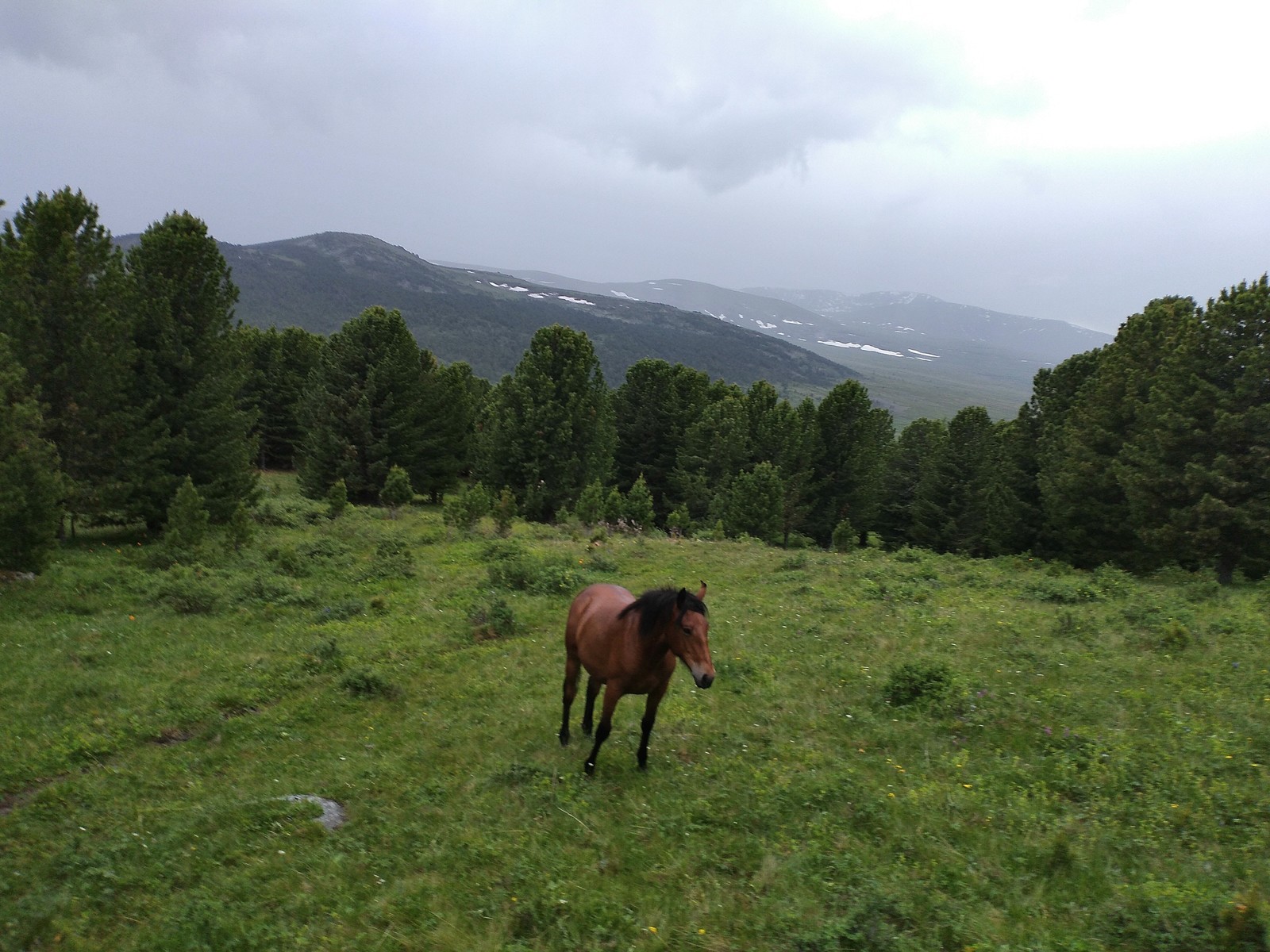 Rest in Gorny Altai. - My, Camping, Mountain Altai, Longpost, Altai Republic