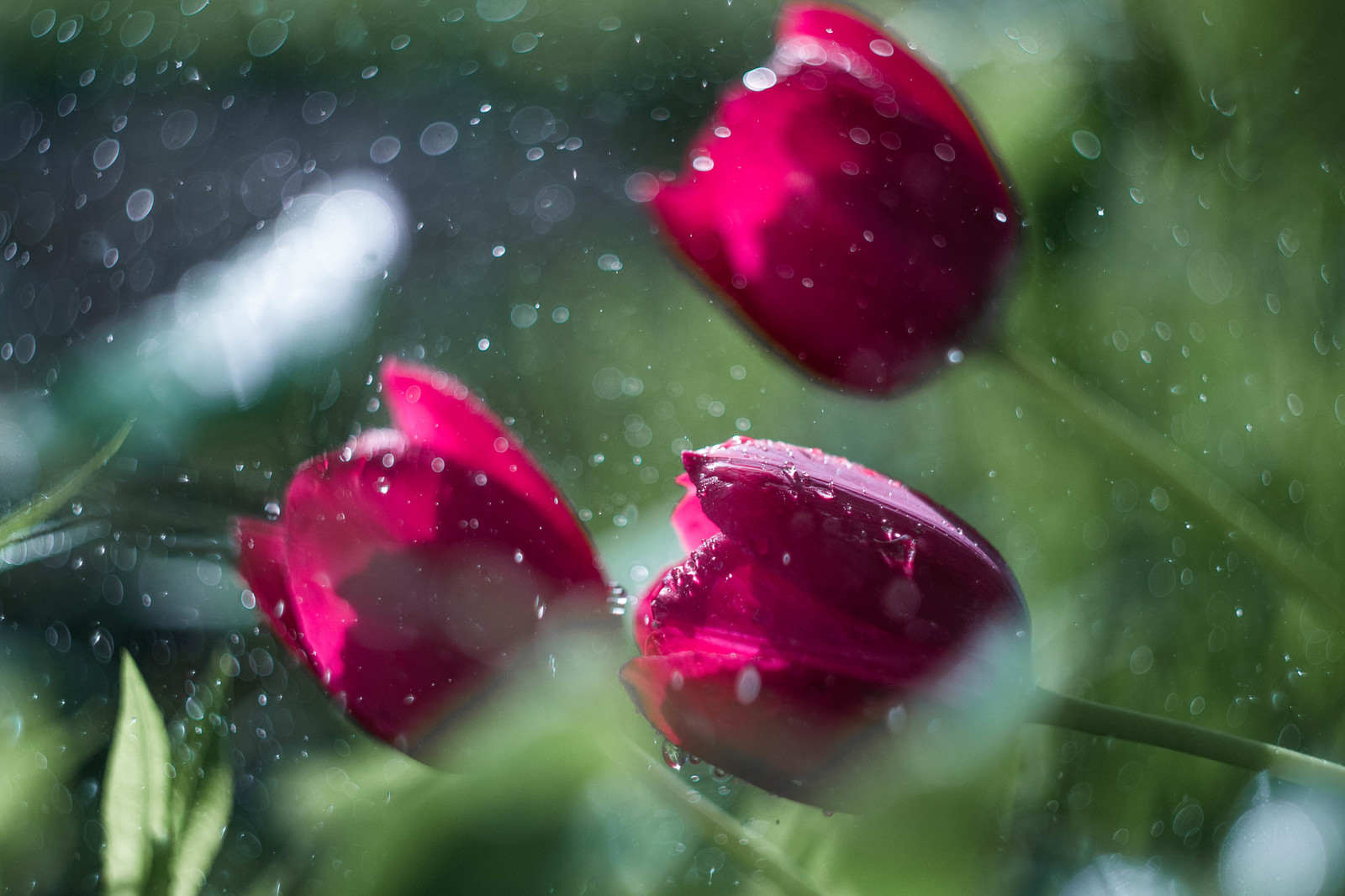 Time of warmth #4 - My, Nature, Bokeh, Helios, Helios, , Longpost, Helios44-2, Helios44-2