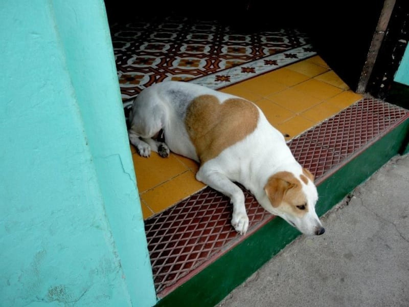 Pets with a unique color - Milota, Color, Animals, Longpost, cat, Dog