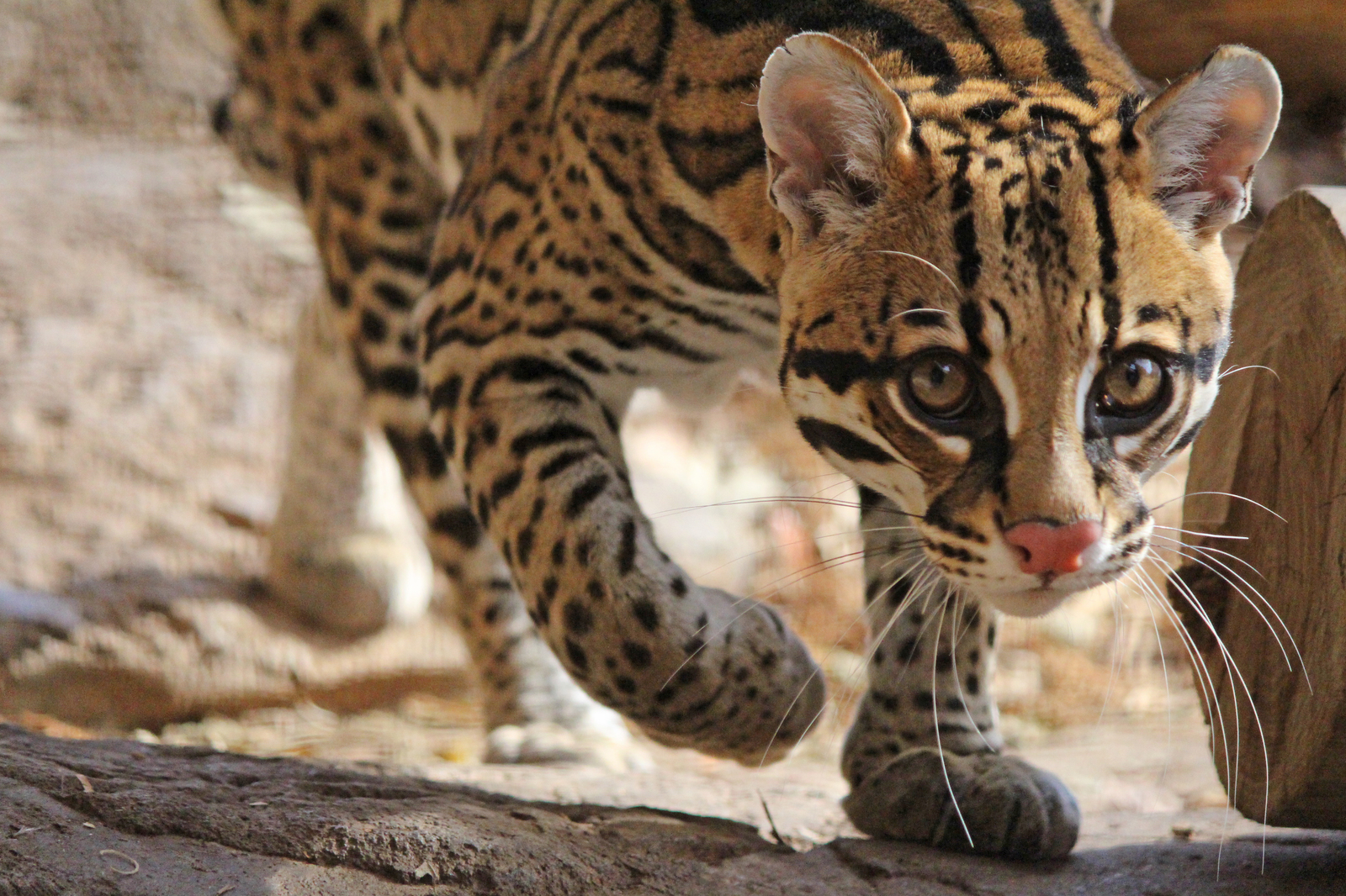 Ocelot - The photo, Ocelot, cat, Longpost