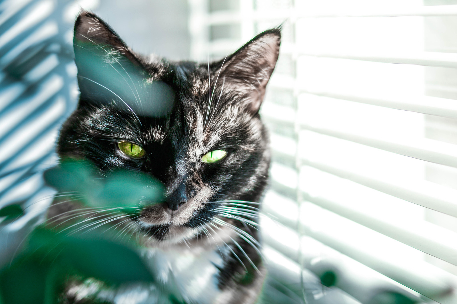 Sight - My, cat, Nikon, 35mm