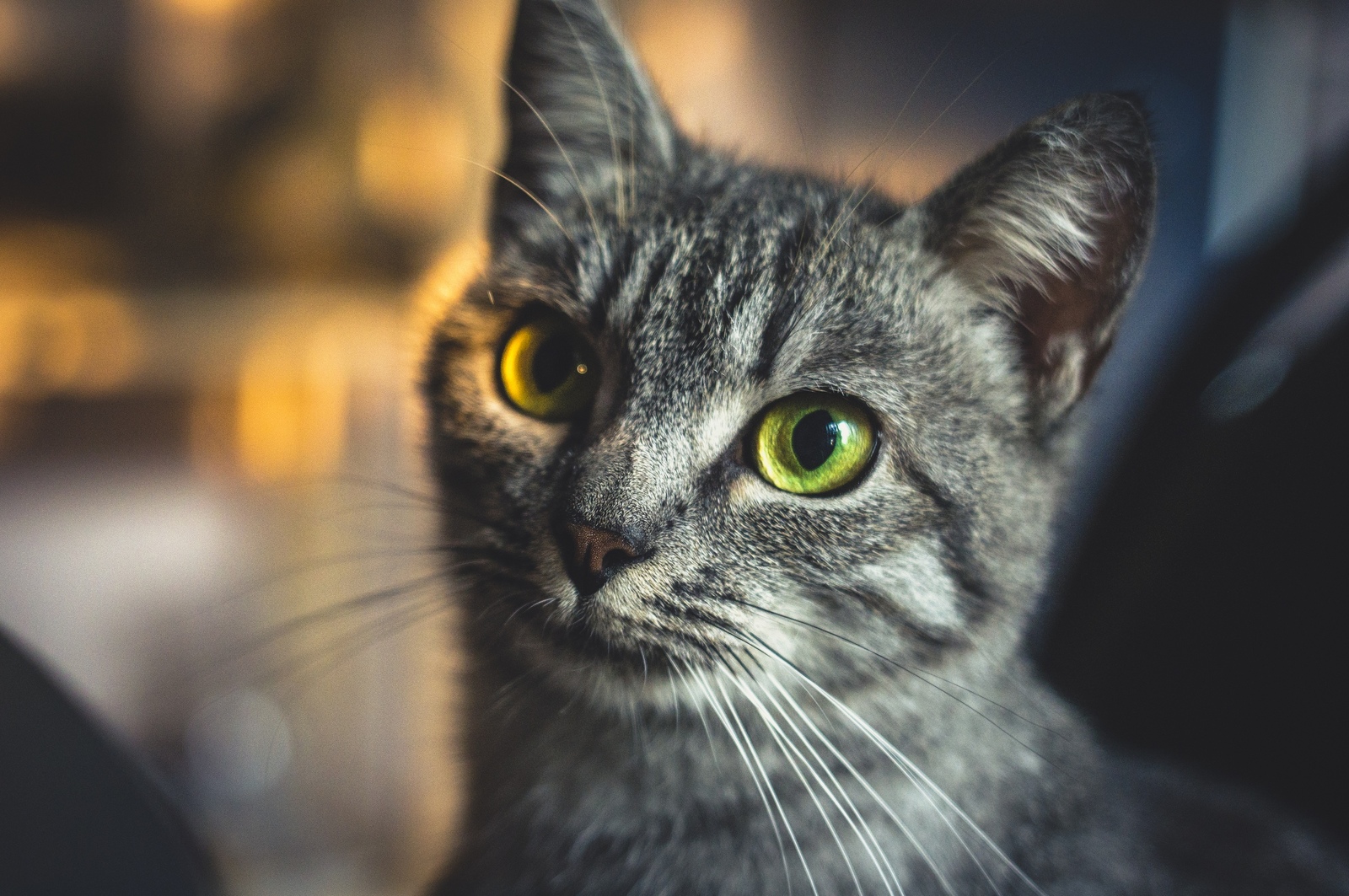 Anfisa - My, cat, The photo, Pets, Portrait, Bokeh, Longpost