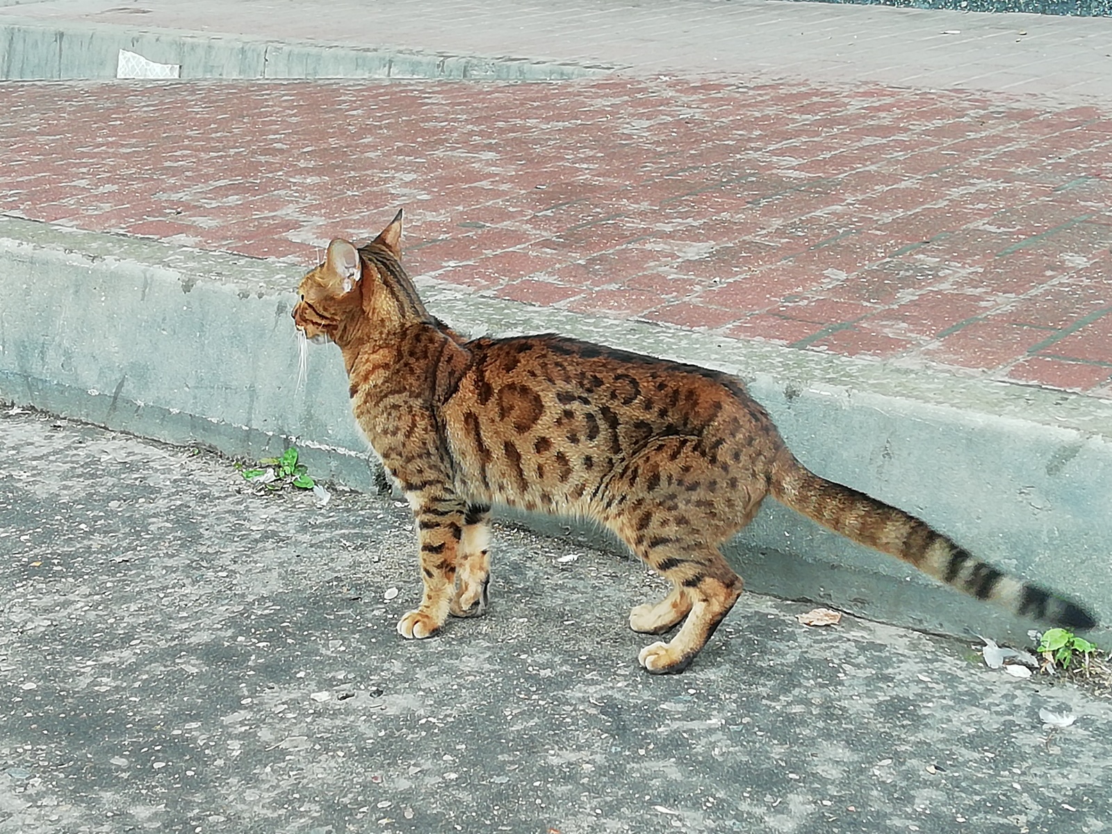 Lost Bengal (Moscow) - My, Catomafia, Bengal cat, Lost cat, Lost, Longpost, cat, No rating