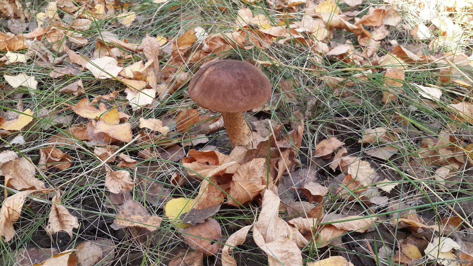 My biggest score. - My, Mushrooms, Luck, Forest, Longpost, Silent hunt