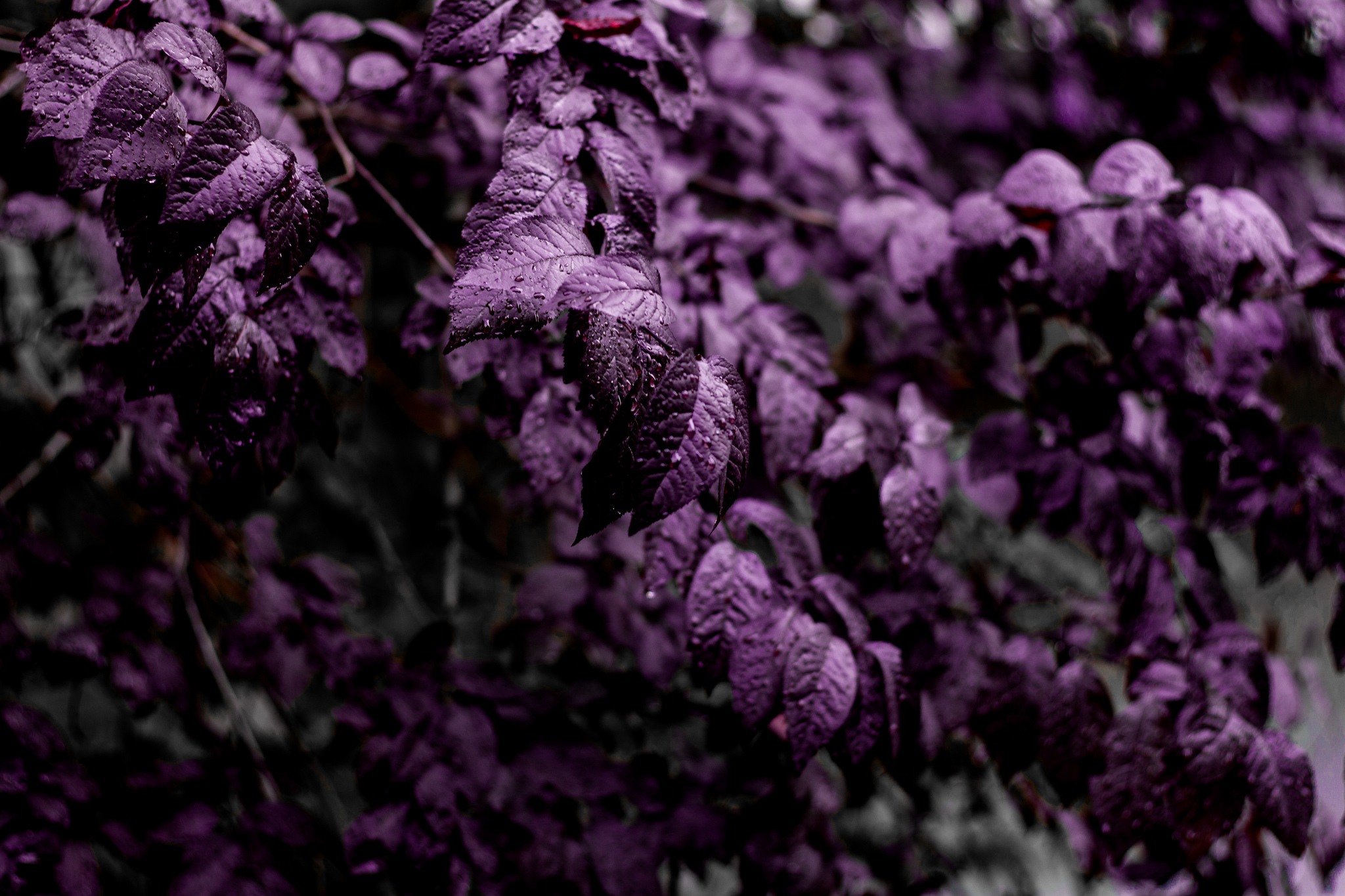 After the rain - My, Beginning photographer, The photo, Drops, Rain, Canon 500D, Canon