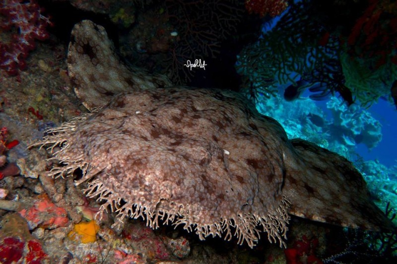 THE DISCRETE CHARM OF CARPET SHARKS. - Shark, Marine life, Who lives at the bottom of the ocean, Video, Longpost, Carpet shark