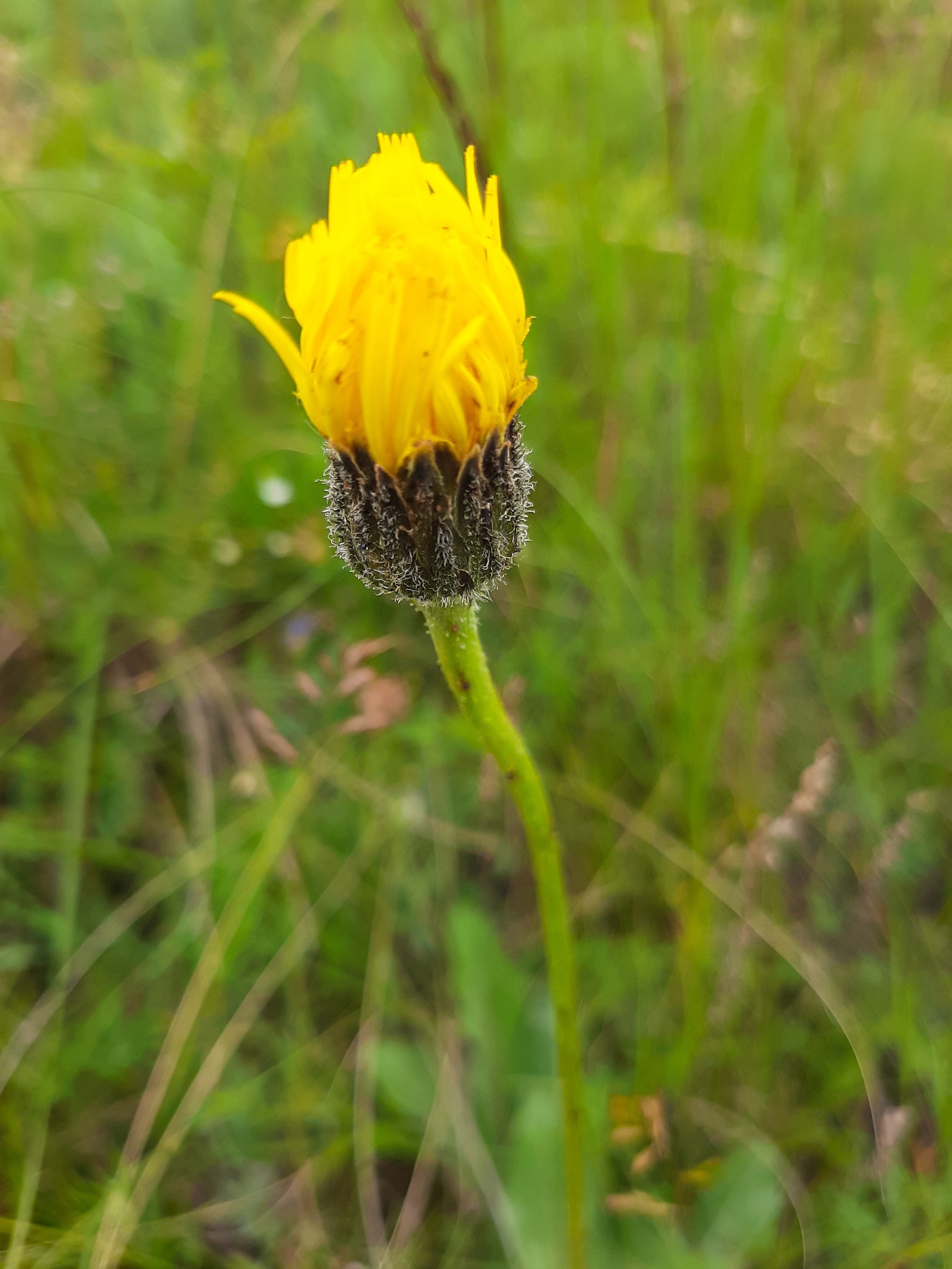 A bit of summer - My, Wildflowers, Butterfly, Longpost