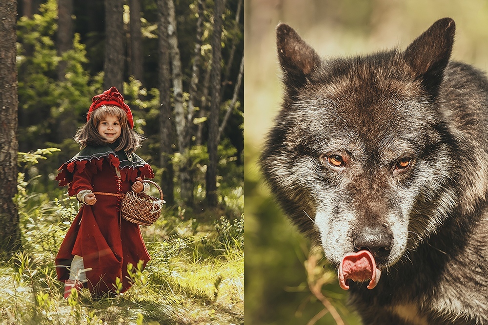 New colors in an old story - Little Red Riding Hood, PHOTOSESSION, Cosplay, A selection, Wolfhund, Dogs and people, Longpost