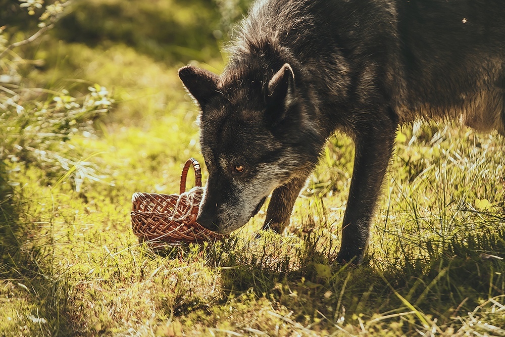 New colors in an old story - Little Red Riding Hood, PHOTOSESSION, Cosplay, A selection, Wolfhund, Dogs and people, Longpost