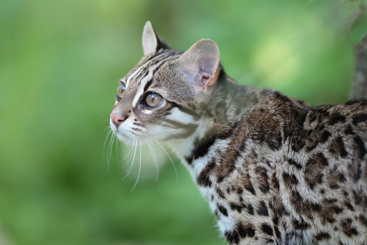 Bengal Cat - cat, Catomafia, The photo, Longpost, Bengal cat