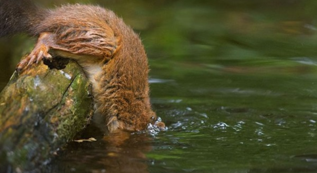 Squirrel Adventure. - Squirrel, Forest, Nuts, The photo