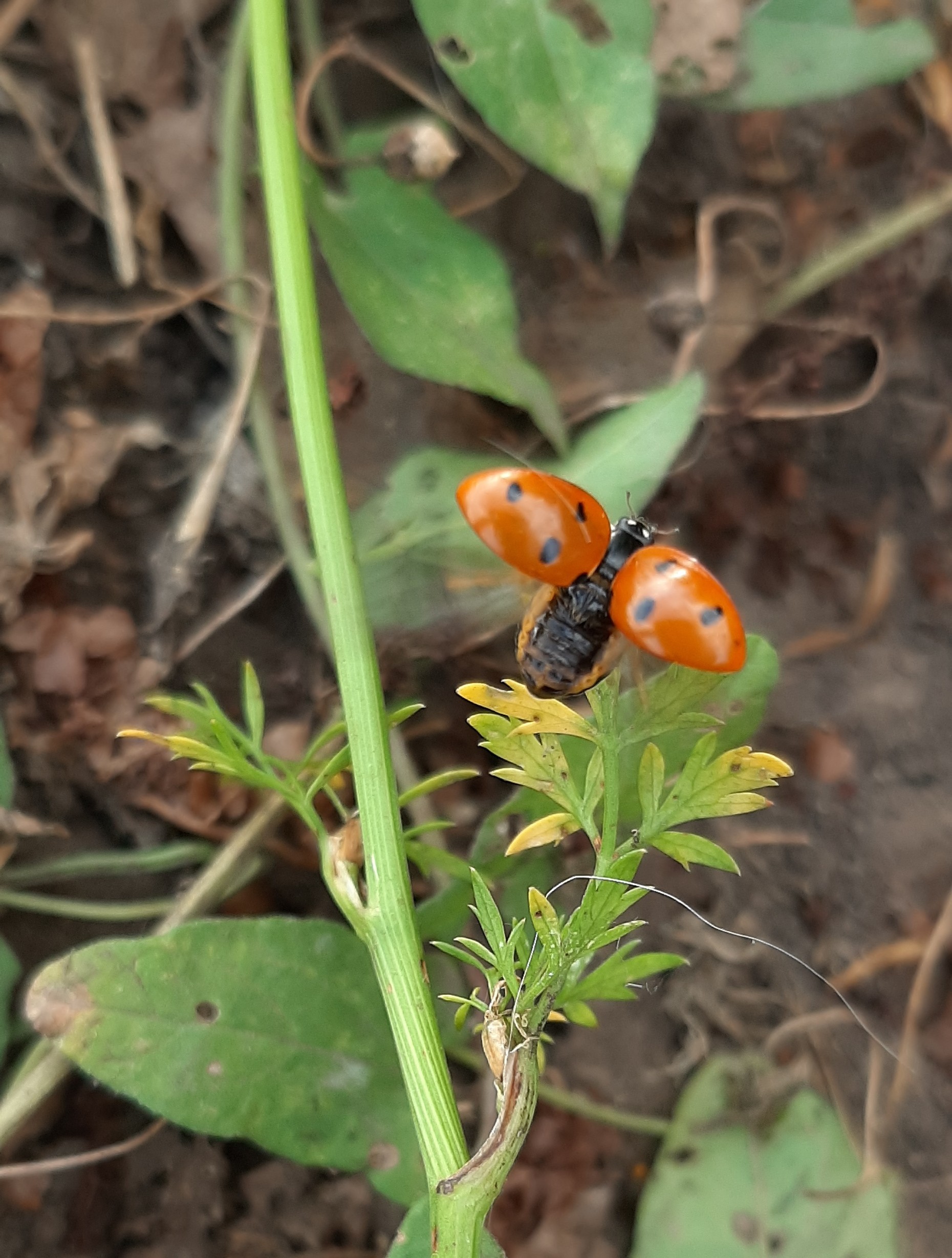 Photo session for insects - My, Insects, The photo, Entomology, Жуки, Longpost