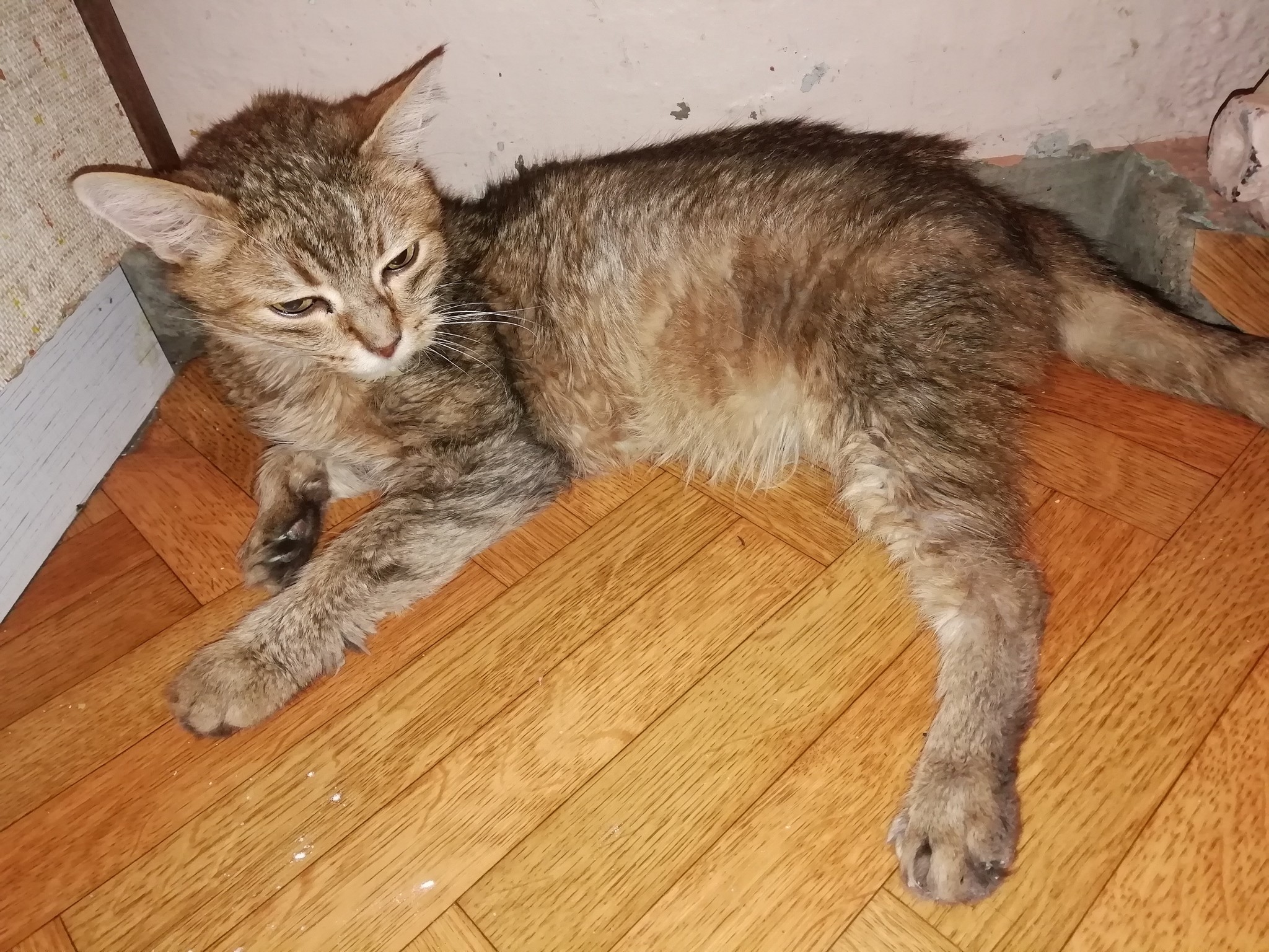 diabetic cat - My, cat, Vet, Longpost