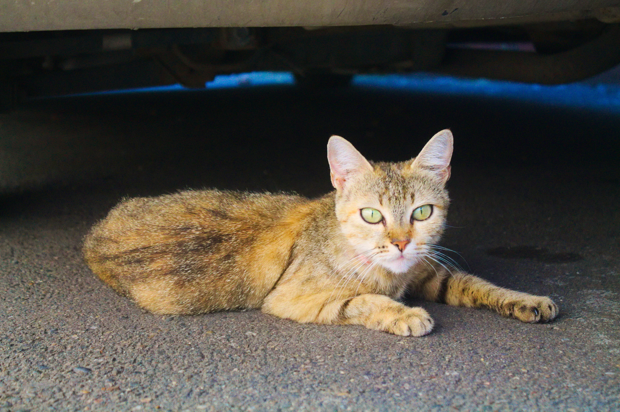 Kuban Istanbul, or where cats live in Krasnodar - My, Krasnodar, cat, The photo, Longpost