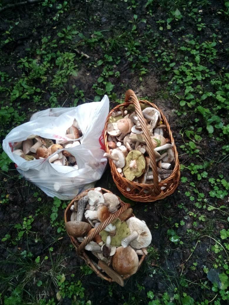 The second wave of mushrooms in Yaroslavl. - My, Mushrooms, Porcini, Summer, Forest, Mushroom pickers, Longpost