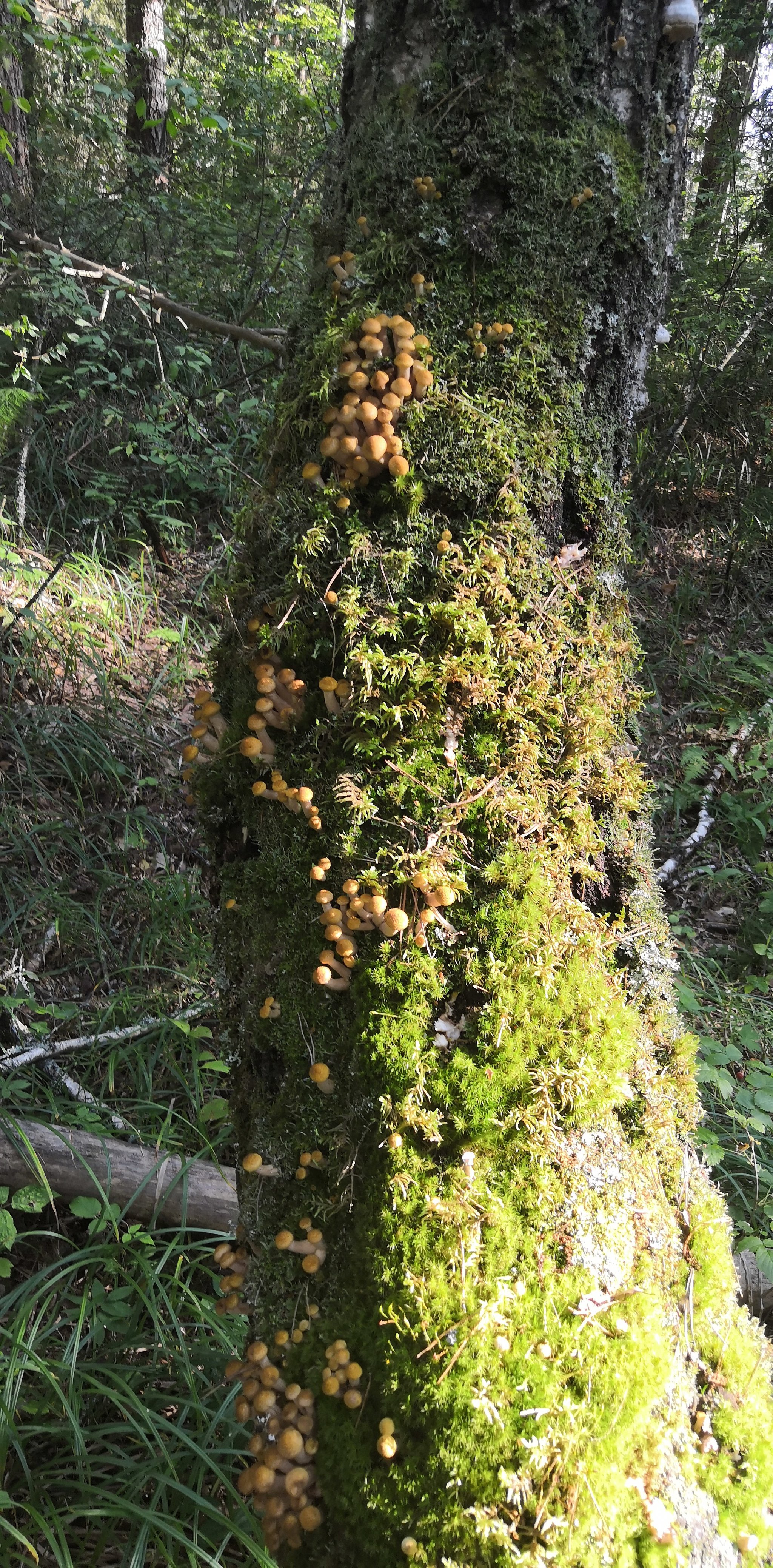 Honey mushrooms went - Mushrooms, Honey mushrooms, Mite, Longpost