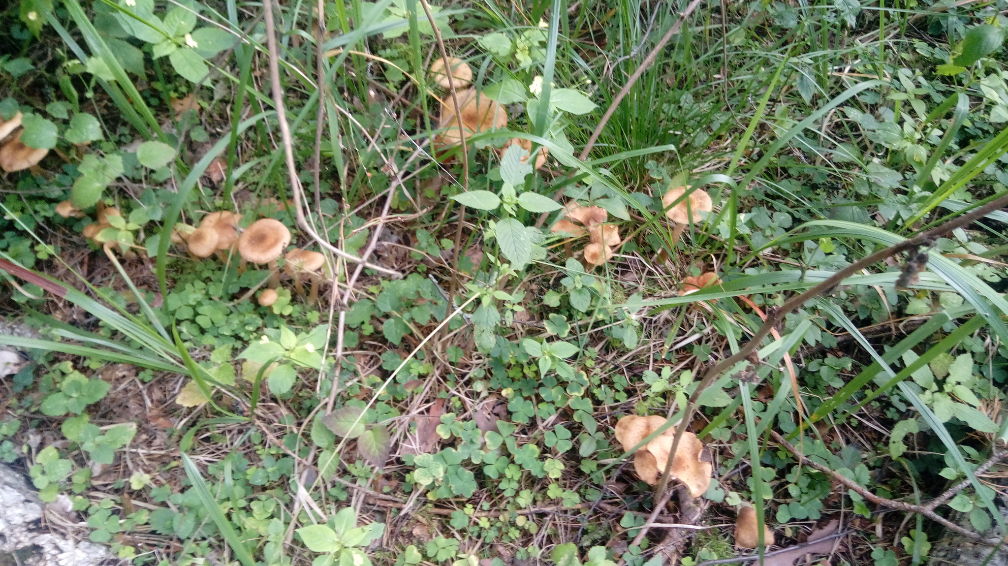 Sunday mushrooms - My, Honey mushrooms, Mushrooms, Подмосковье, Longpost