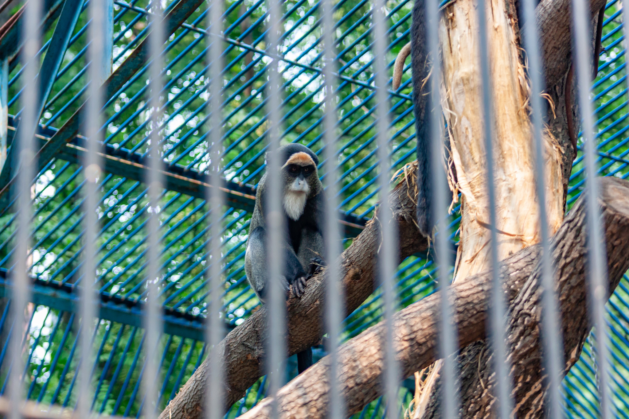 Walk around the Novosibirsk Zoo named after Rostislav Alexandrovich Shilo - My, Novosibirsk Zoo, Walk, Photo hunting, Animals, Longpost