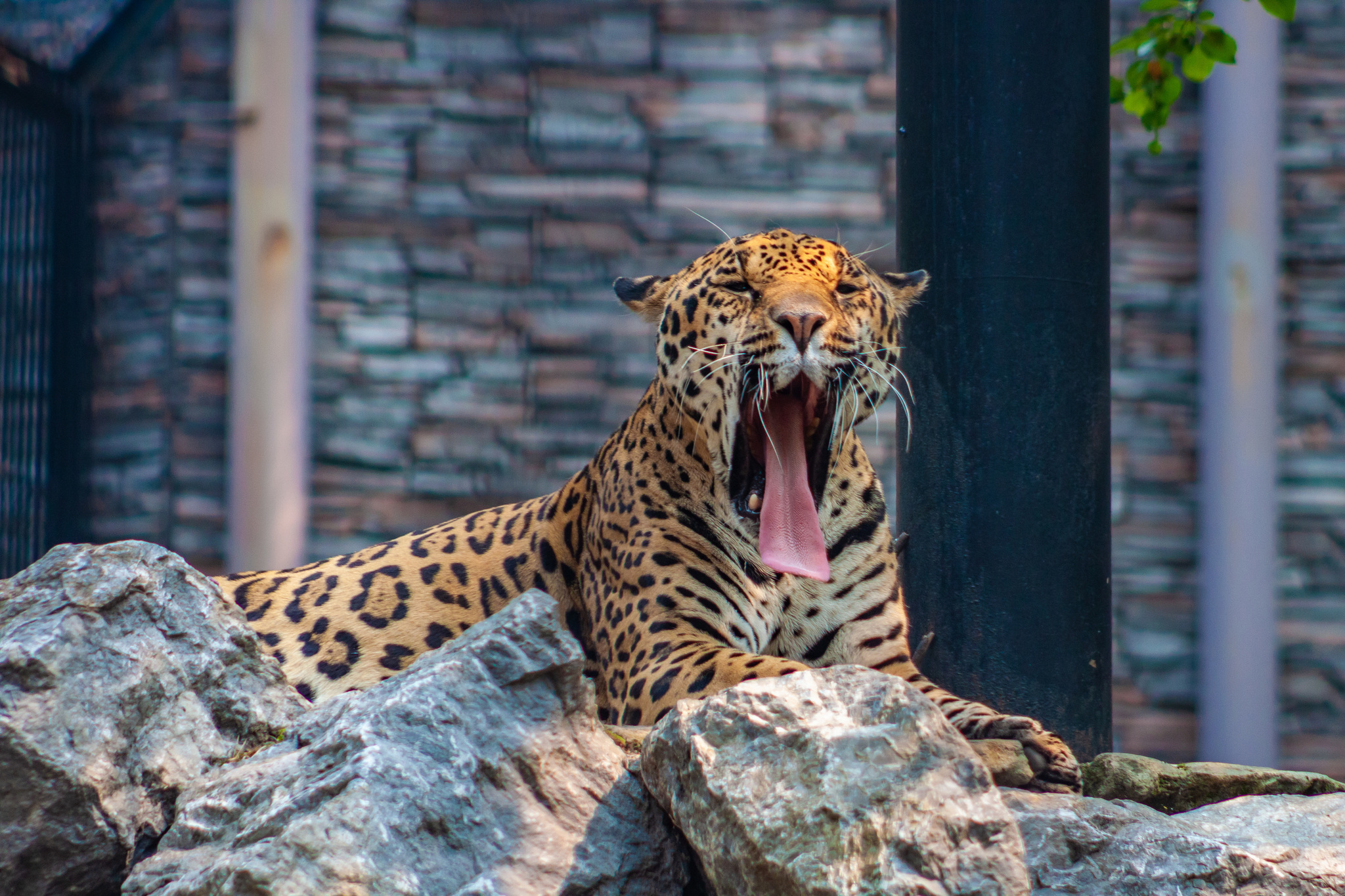 Walk around the Novosibirsk Zoo named after Rostislav Alexandrovich Shilo - My, Novosibirsk Zoo, Walk, Photo hunting, Animals, Longpost