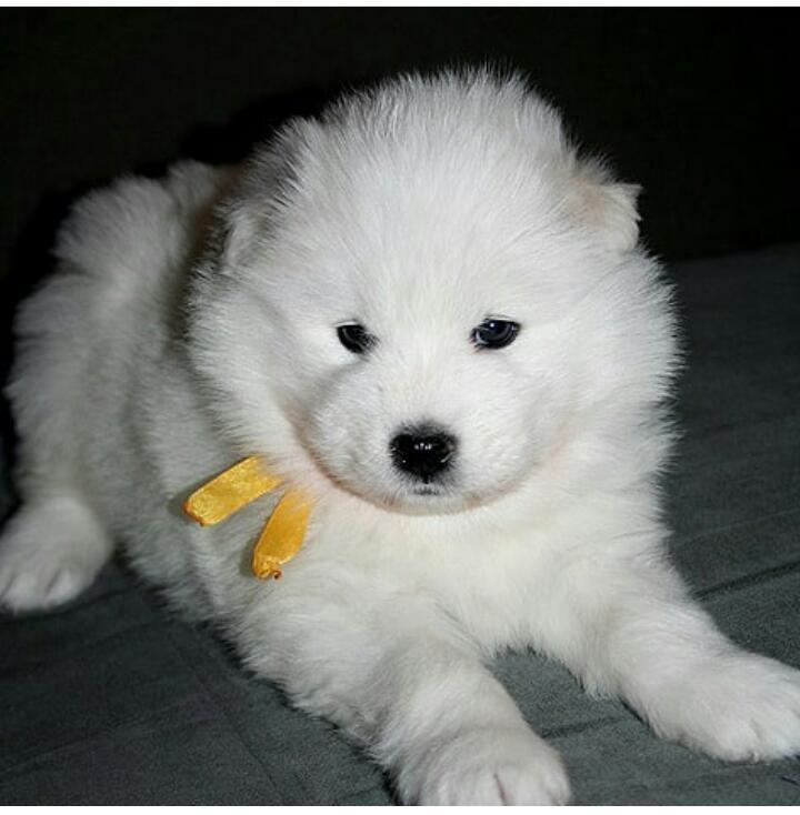 Why Samoyed? - My, Dog, Puppies, Samoyed, Longpost