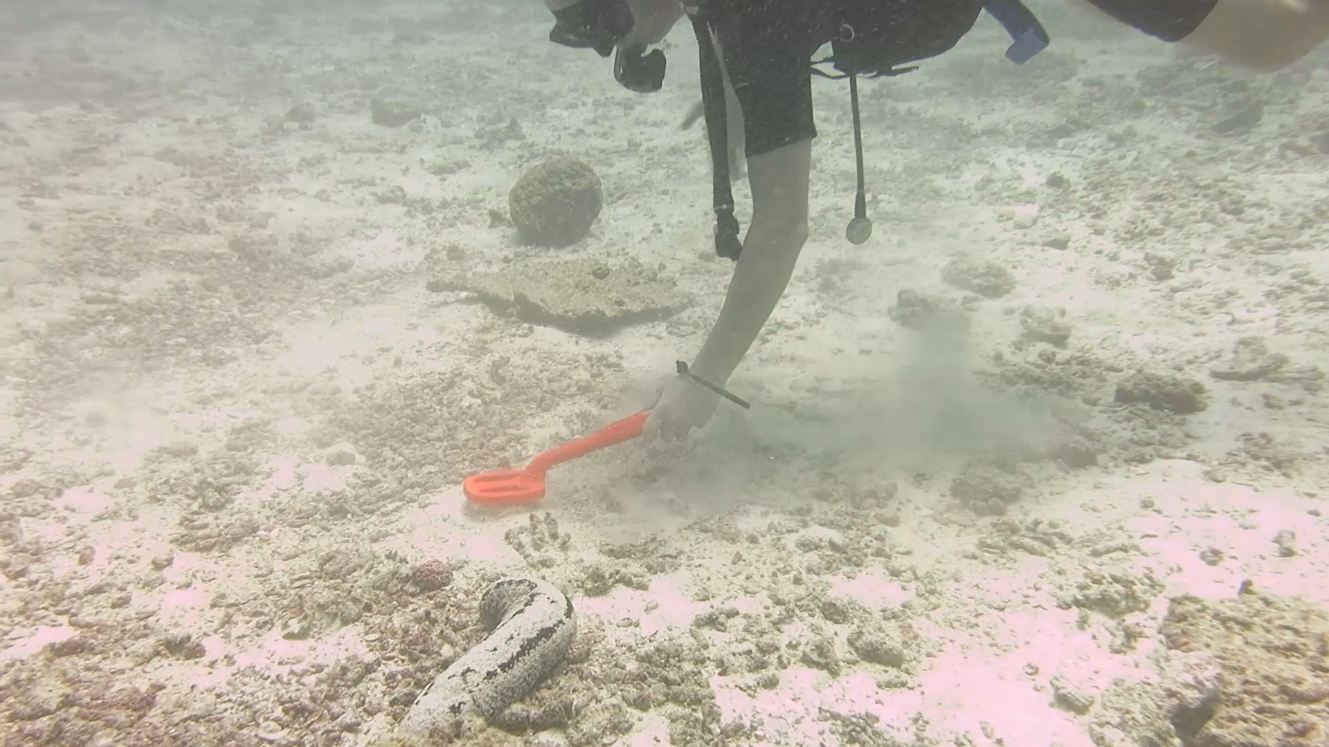 Diving. - My, Thailand, Diving, Phuket, Metal detector, Underwater search, Moray, Video, Longpost, Snake