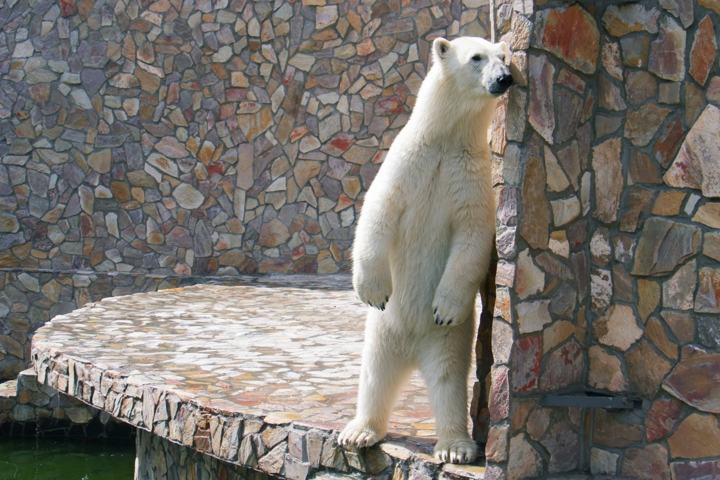 Mating at the zoo - Zoo, Yamma, Parents, Polar bear, Animals