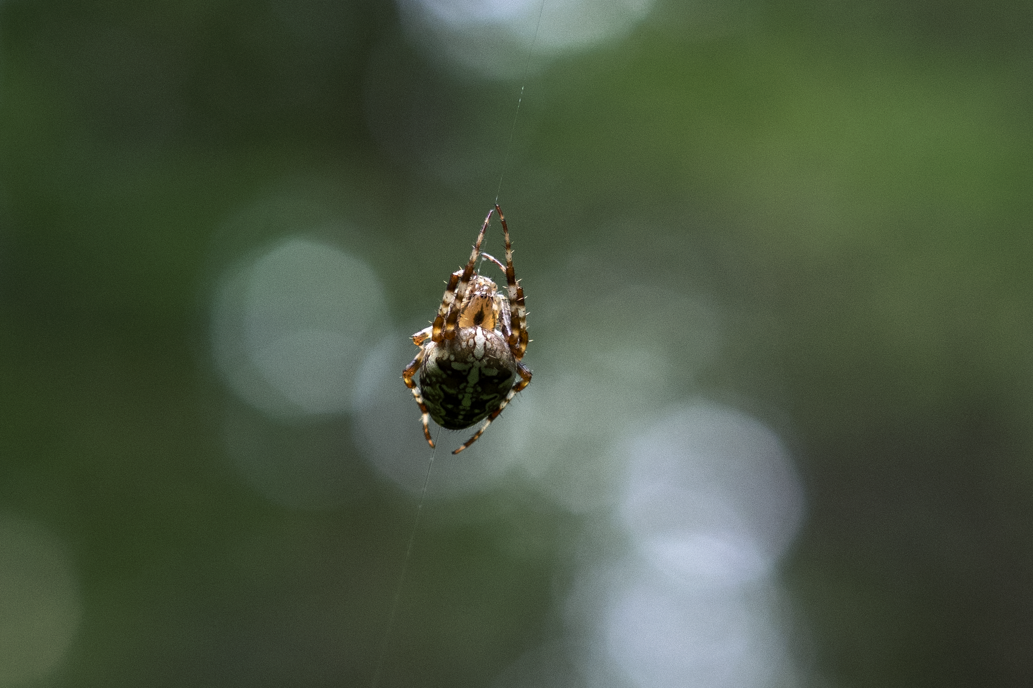 Walk in the woods - My, Forest, Spider, The photo, Mushrooms, Moss