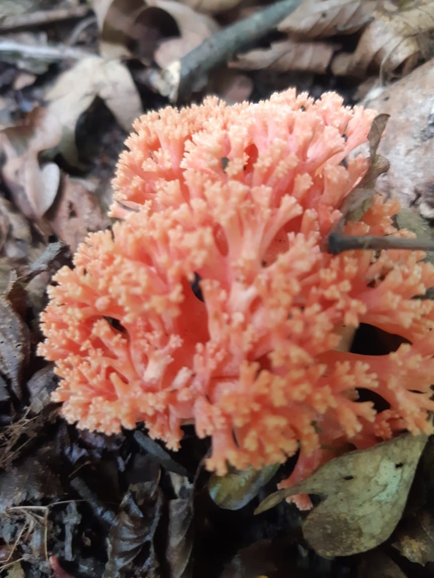 Silent hunt - My, Silent hunt, Mushrooms, Caucasus, Longpost, Deer horn mushrooms