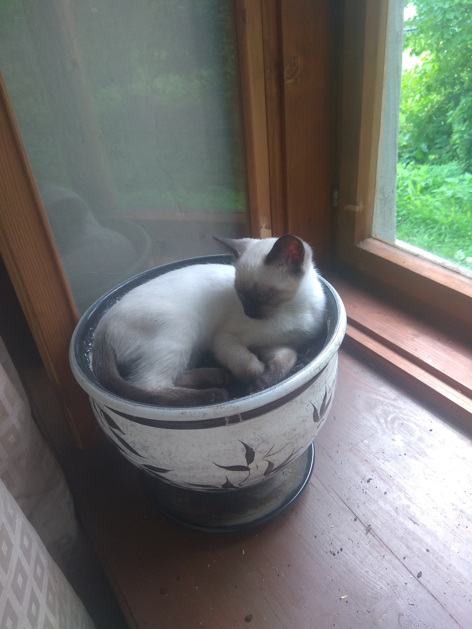 A cat is growing out of my pot again - My, cat, The photo, Flower pot