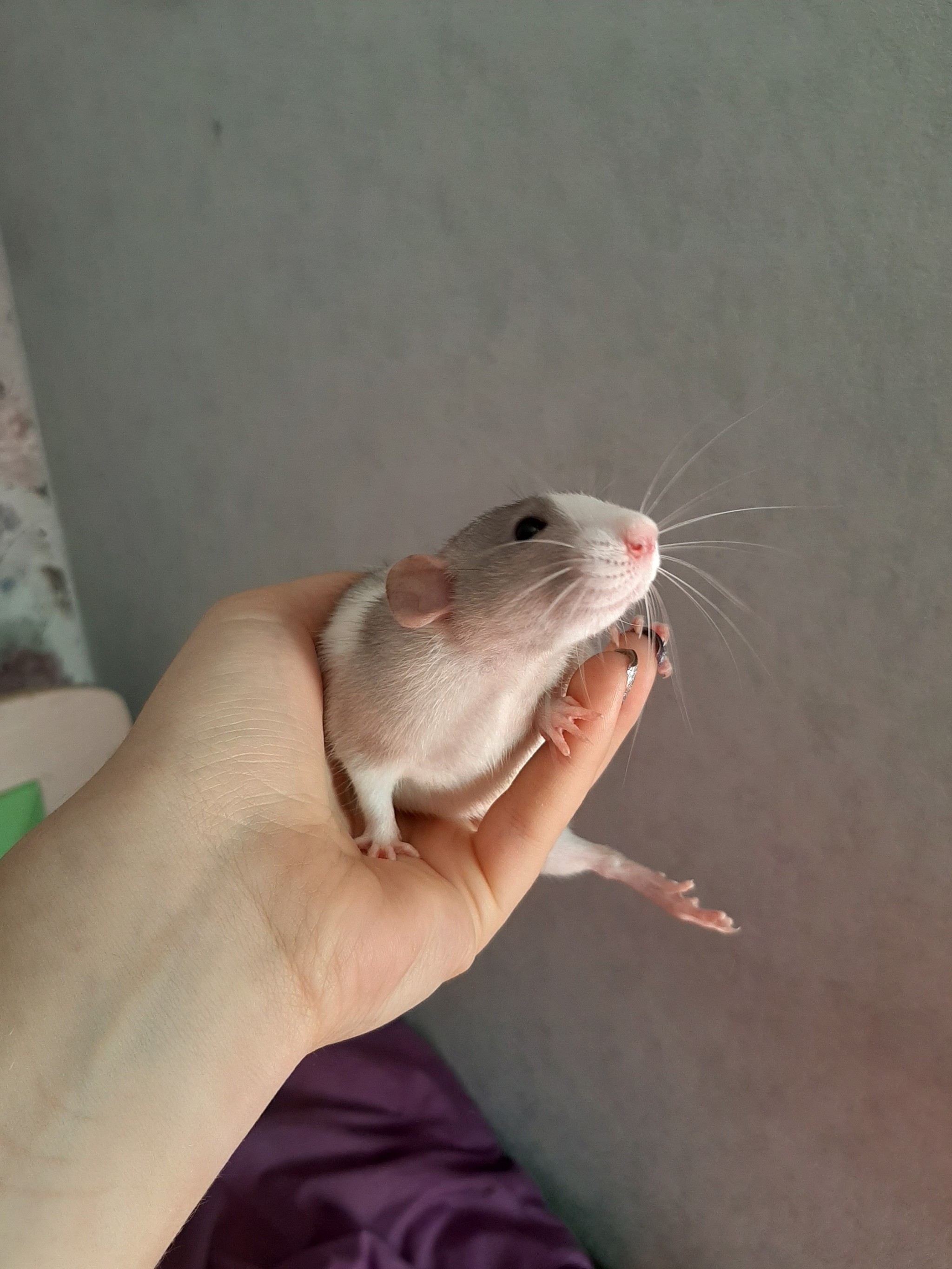 Rats are looking for new moms and dads - My, Decorative rats, Longpost, Rat, Pets, In good hands, No rating