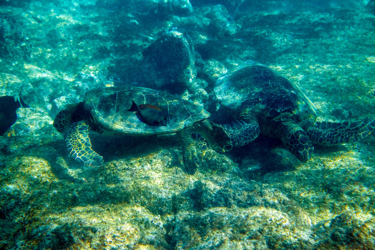 Что там под водой -2 ? - Моё, Море, Под водой, Снорклинг, Фотография, Гавайи, Длиннопост