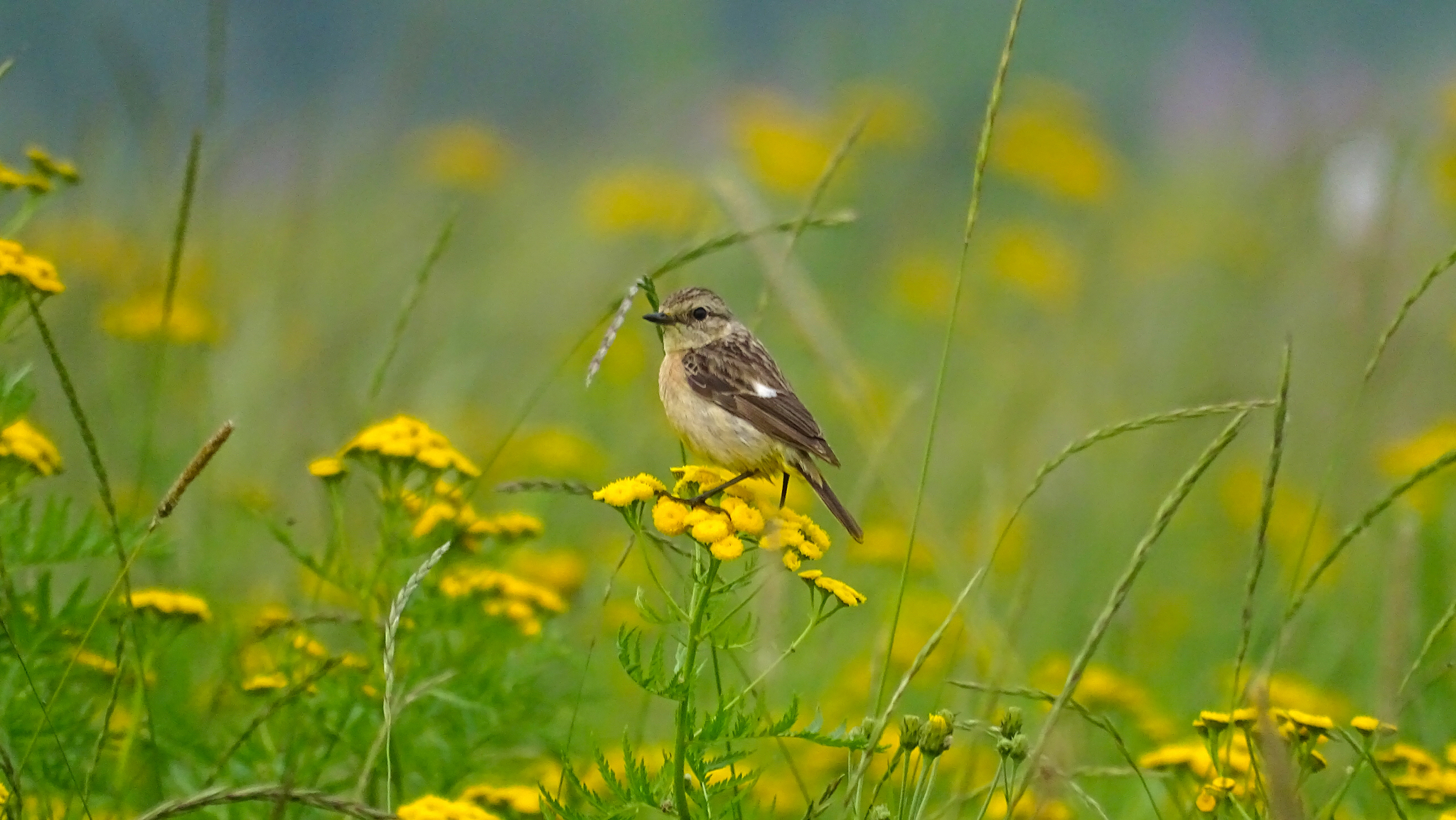 Bird in flowers - My, Ornithology, Biology, Birds, Animals, Siberia, The photo