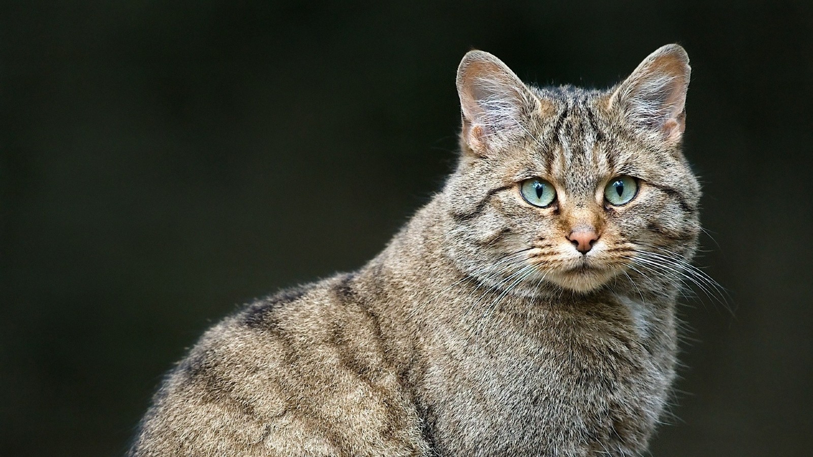 Гобийская серая кошка