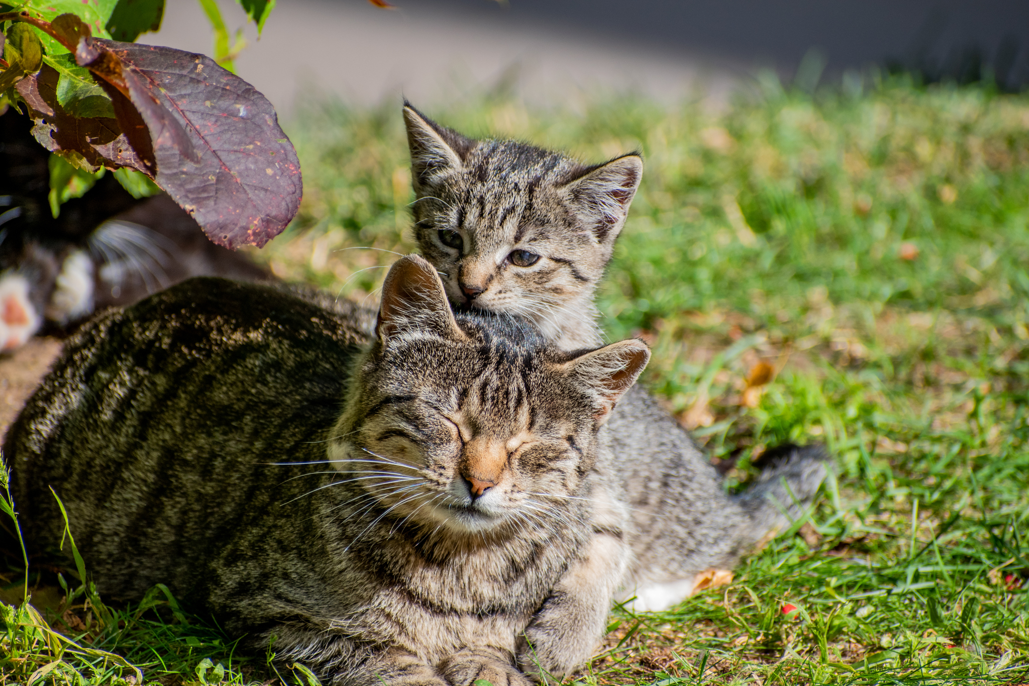 Kittens with mom - My, Catomafia, Kittens, cat, The photo, Longpost