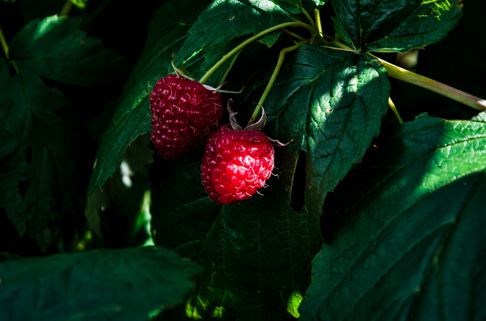 Gifts of summer - My, The photo, Macro photography, Berries, Apples, Nature, Longpost