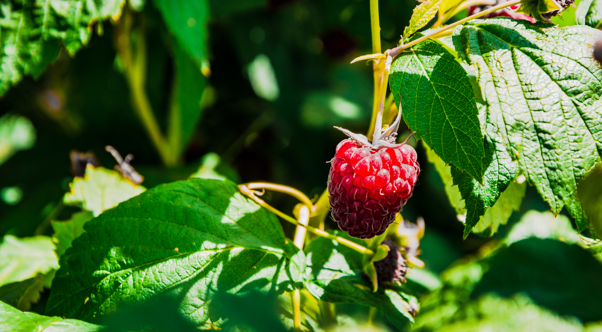 Gifts of summer - My, The photo, Macro photography, Berries, Apples, Nature, Longpost